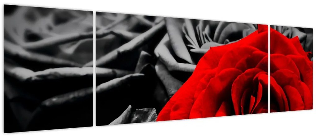 Obraz - Róże (170x50 cm)
