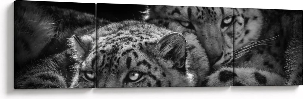 Obraz - Odpoczywające gepardy (170x50 cm)