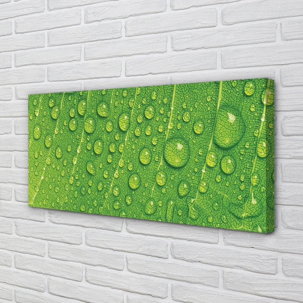 Zdjęcie na płótnie Makro Detal Liścia z Rosą