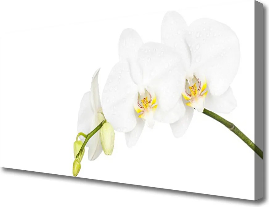 Obraz canvas Letni Ogród Botaniczny