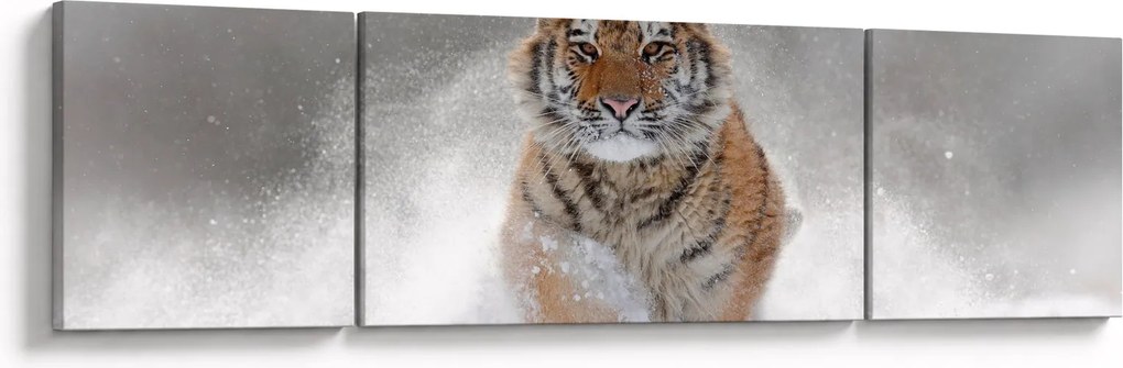 Obraz tygrysa biegnącego po śniegu (170x50 cm)