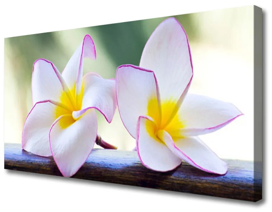 Obraz Canvas Kwiaty Płatki Plumeria