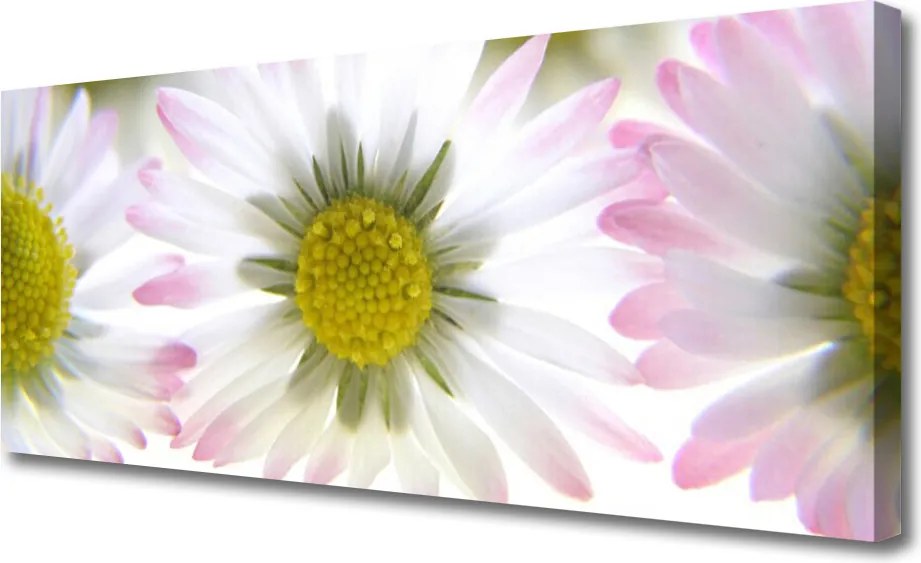 Obraz na płótnie Biała Stokrotka na Polanie