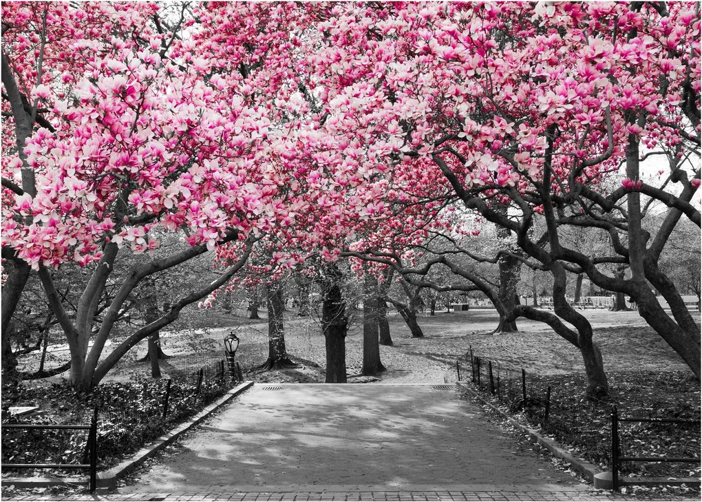 Obraz na szkle drzew magnolii (70x50 cm)
