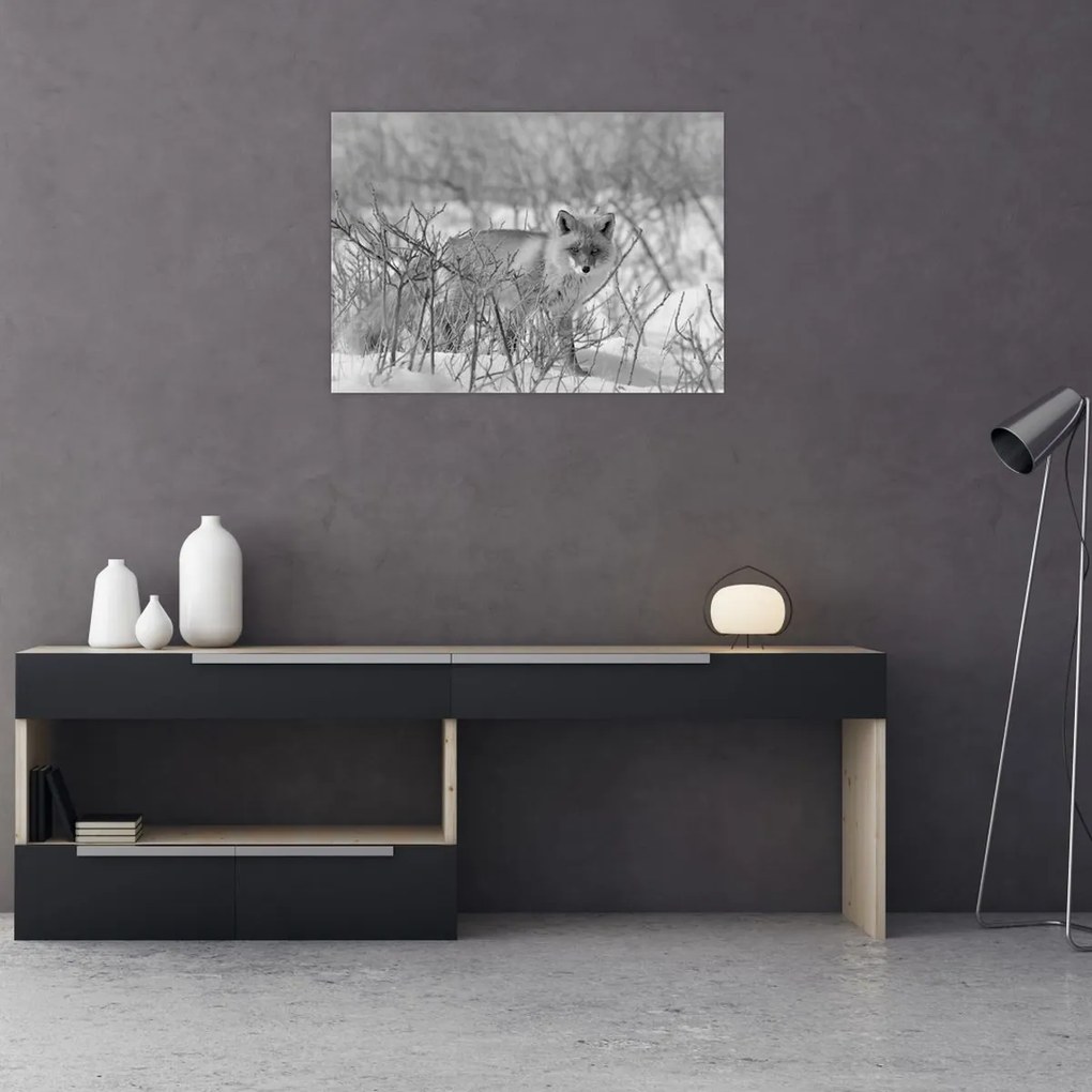 Obraz - Lis, czarno - biały (70x50 cm)