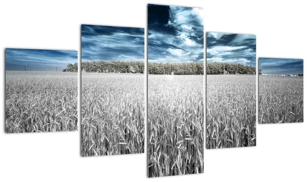 Obraz pola (125x70 cm)