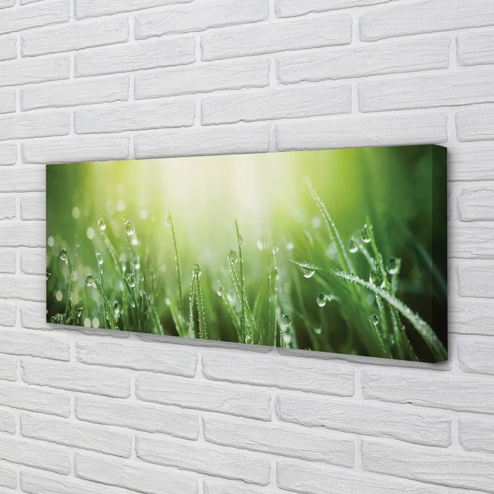 Zdjęcie na płótnie Słoneczne Krople na Trawie