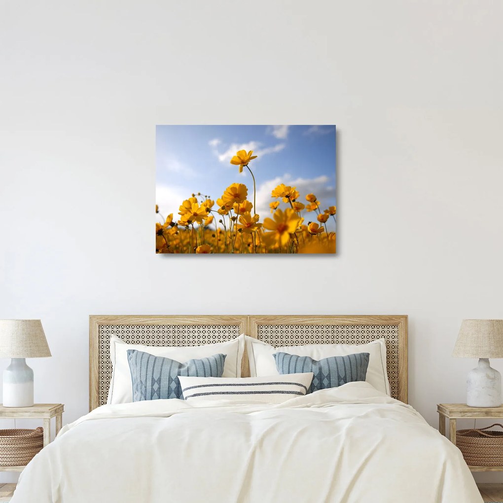 Obraz na szkle pola z jasnożółtymi kwiatami (70x50 cm)