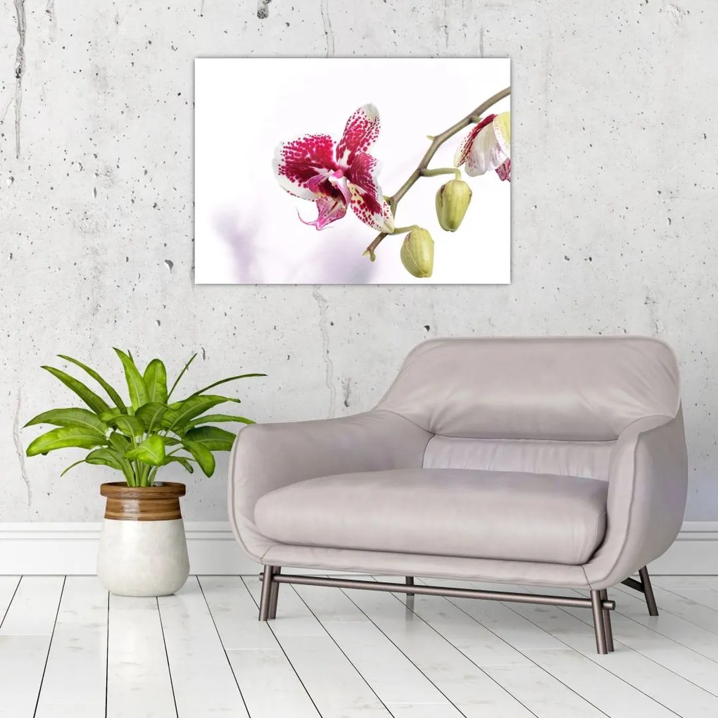Obraz kwiatu orchidei (70x50 cm)