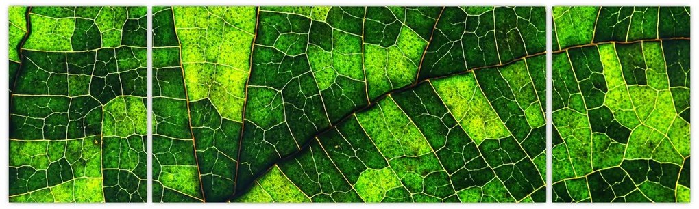 Obraz - Detal liścia (170x50 cm)
