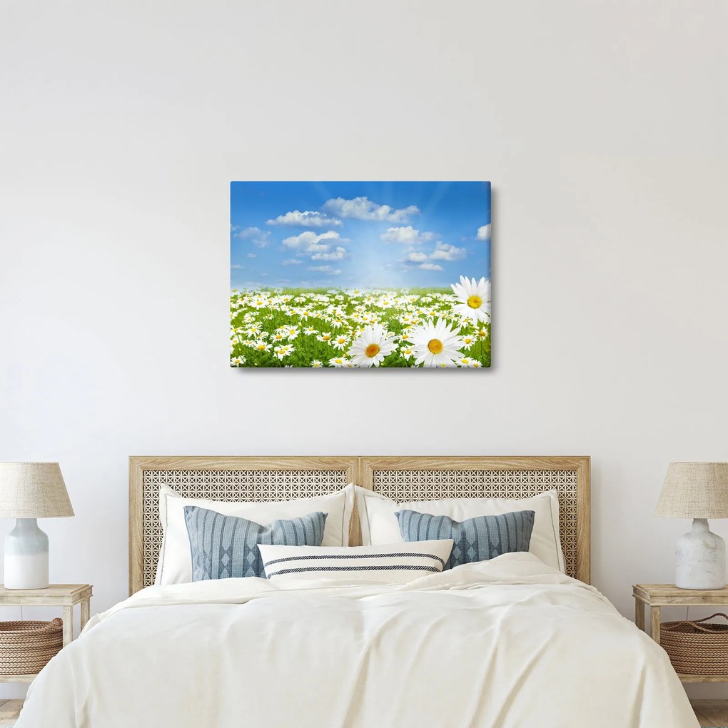 Obraz kwitnącej łąki ze stokrotkami (70x50 cm)