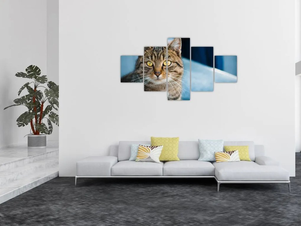 Obraz - Kot domowy (125x70 cm)