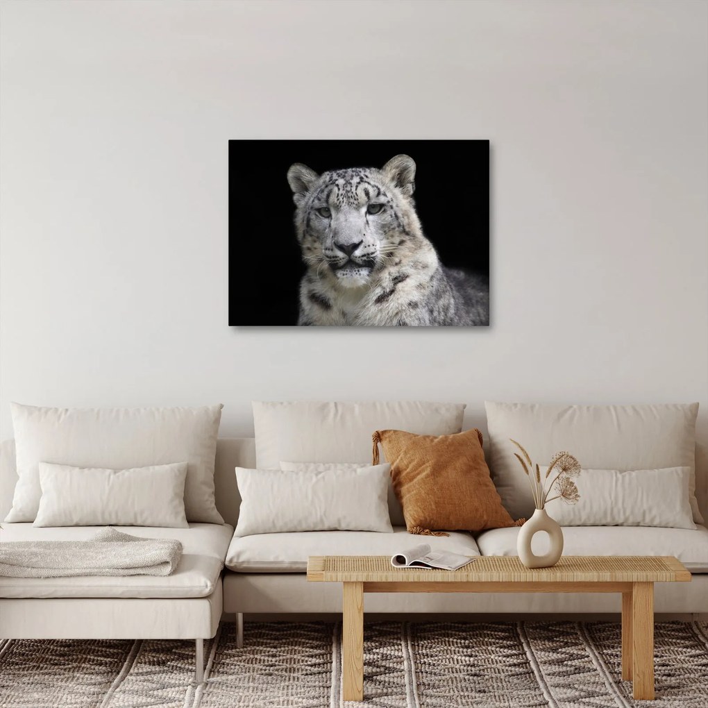 Obraz - Snow Leopard (70x50 cm)