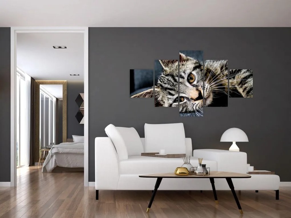 Obraz - Kotek (125x70 cm)