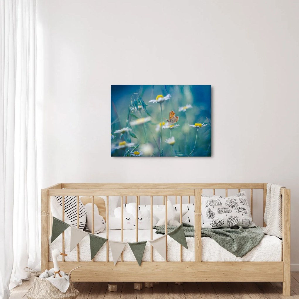 Obraz - Motyl na stokrotce (70x50 cm)