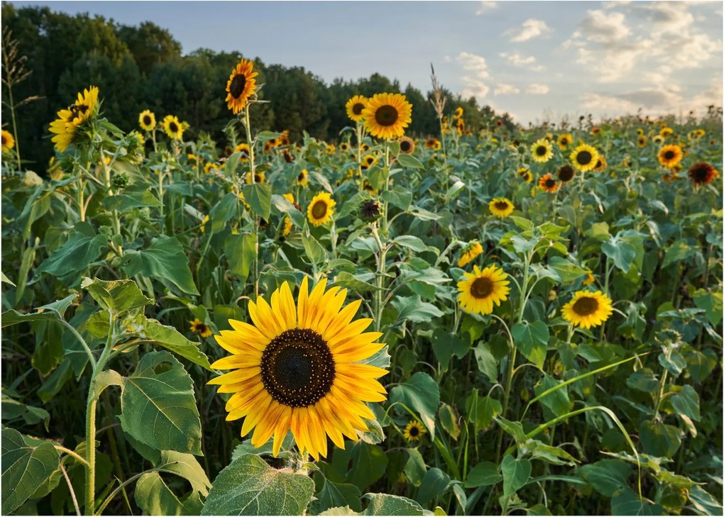 Obraz - Sunflower Field II. (70x50 cm)