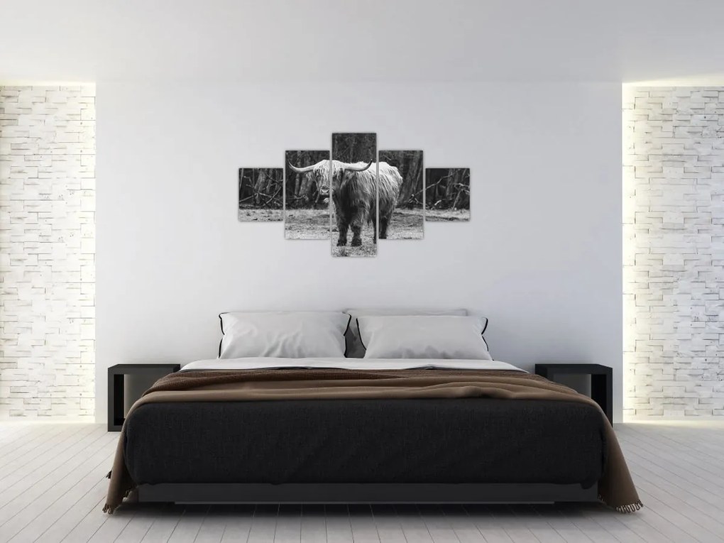 Obraz - Szkocka krowa 3, czarno - biały (125x70 cm)