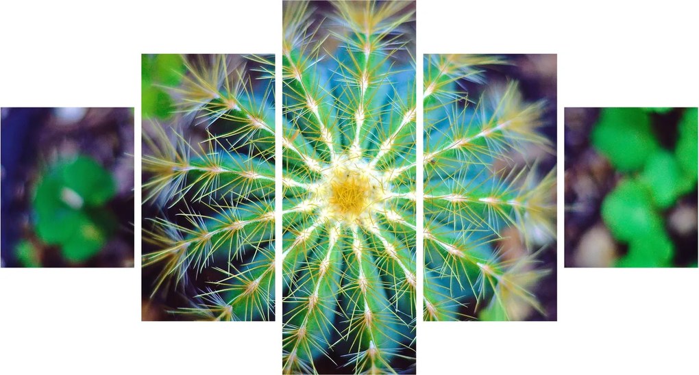 Obraz kaktusa (125x70 cm)