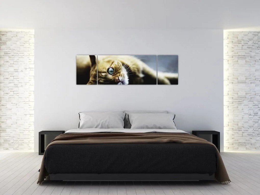 Obraz kota (170x50 cm)