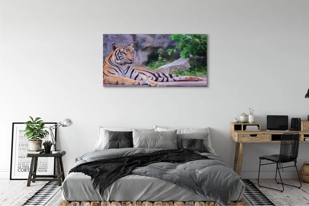 Obraz canvas na ścianę Tygrys w Zoo