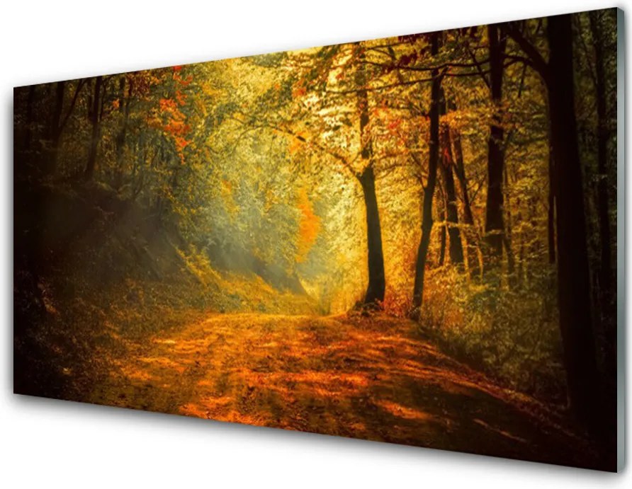 Panel Szklany Leśna Ścieżka W Słońcu