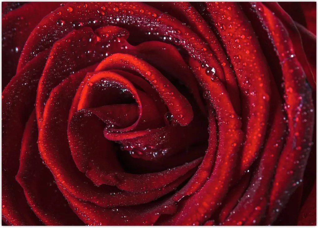 Obraz - Czerwona róża z kroplami rosy (70x50 cm)