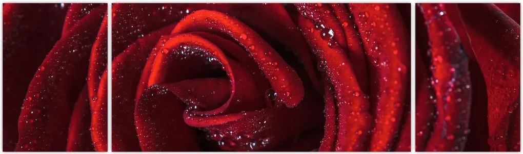 Obraz - Czerwona róża z kroplami rosy (170x50 cm)