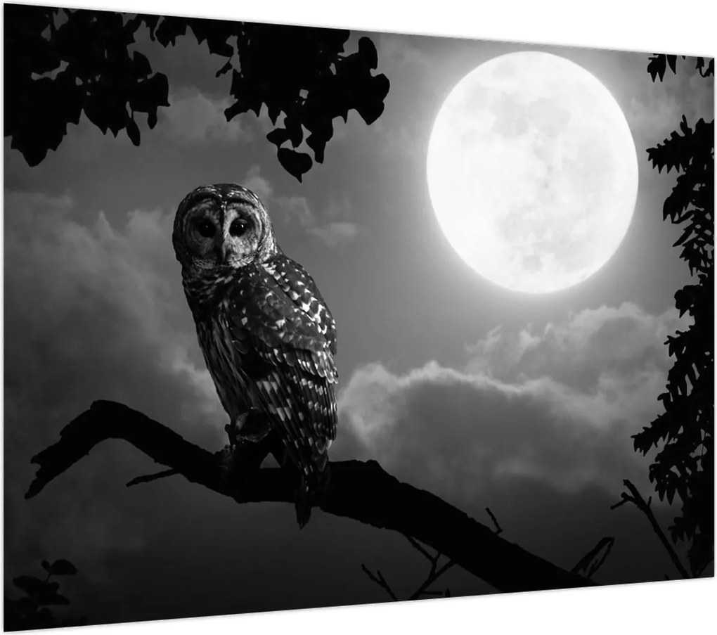 Obraz - Nocna sowa, czarno-biały (70x50 cm)