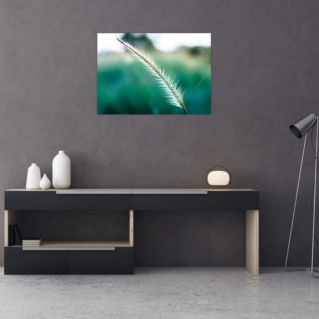 Obraz na szkle - źdźbło trawy (70x50 cm)