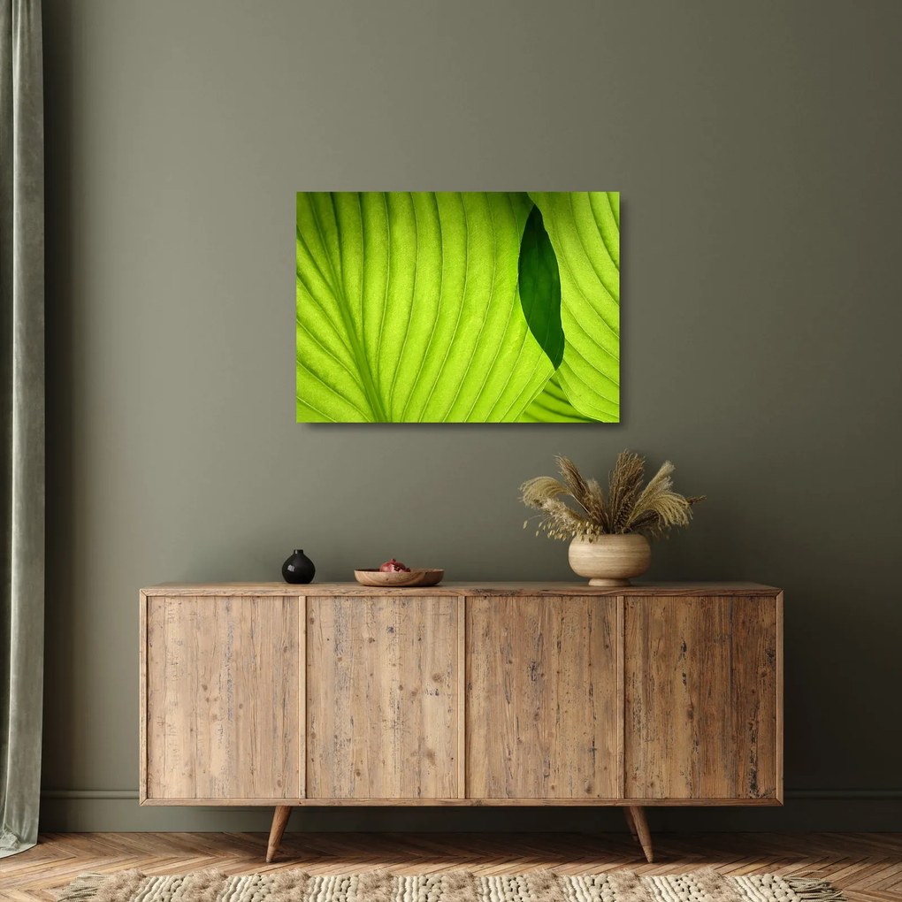 Obraz na szkle - Szczegół zielonego liścia (70x50 cm)