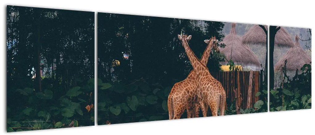 Obraz dwóch żyraf (170x50 cm)