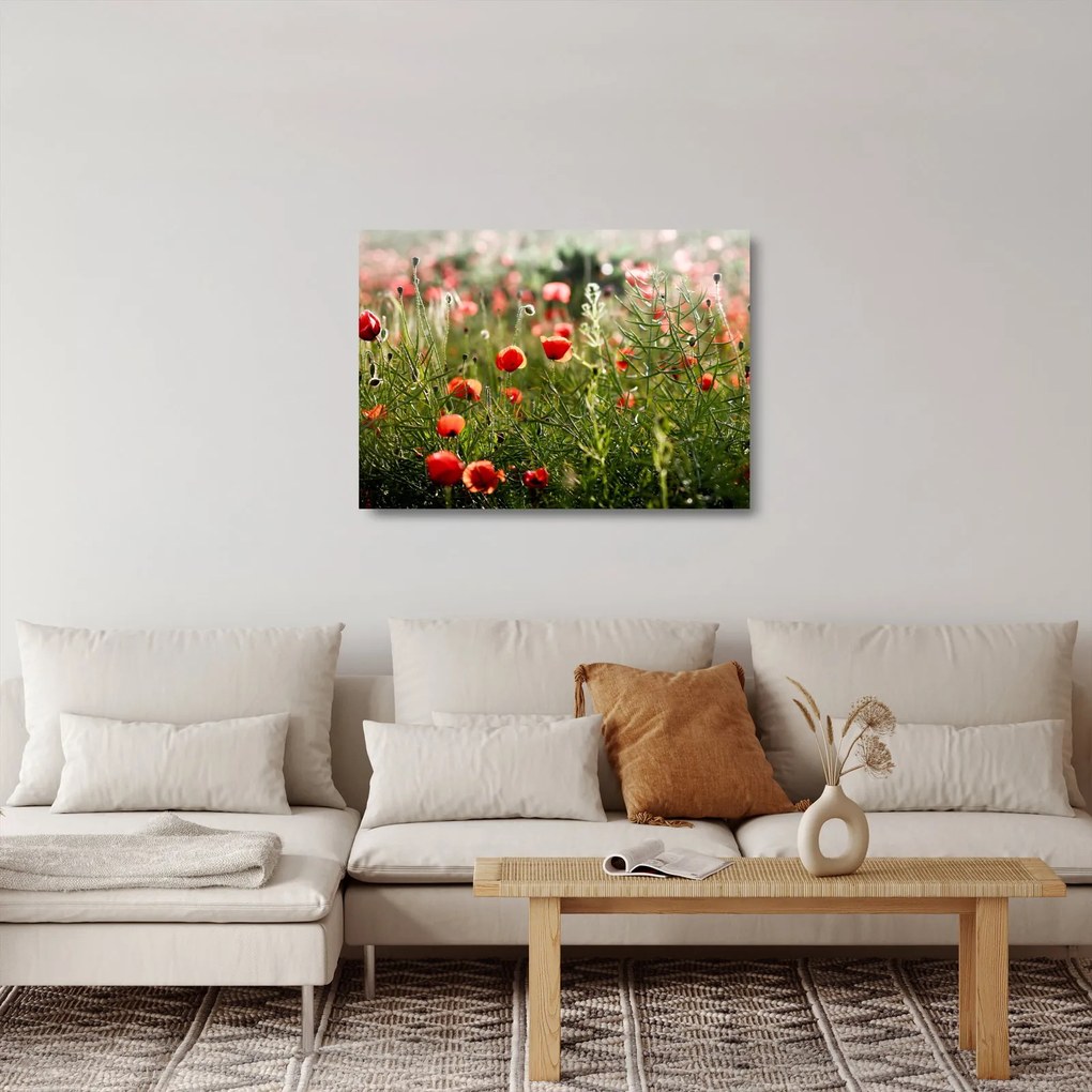 Obraz na szkle maków (70x50 cm)