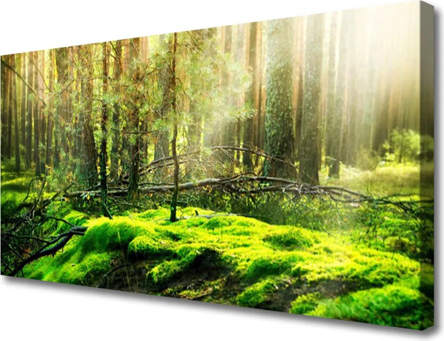 Obraz na płótnie Naturalny Zielony Mech