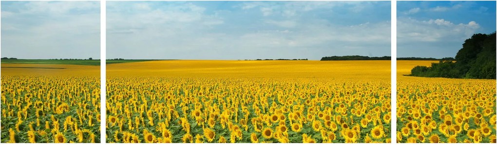 Obraz - ciąg słoneczników (170x50 cm)
