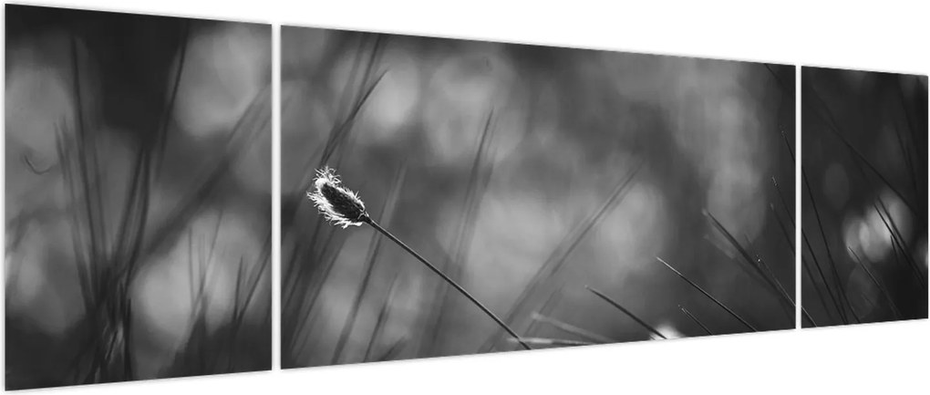 Obraz - Trawa łąkowa (170x50 cm)