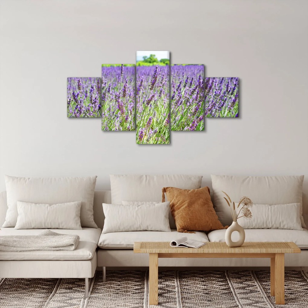 Obraz pola z lawendą (125x70 cm)