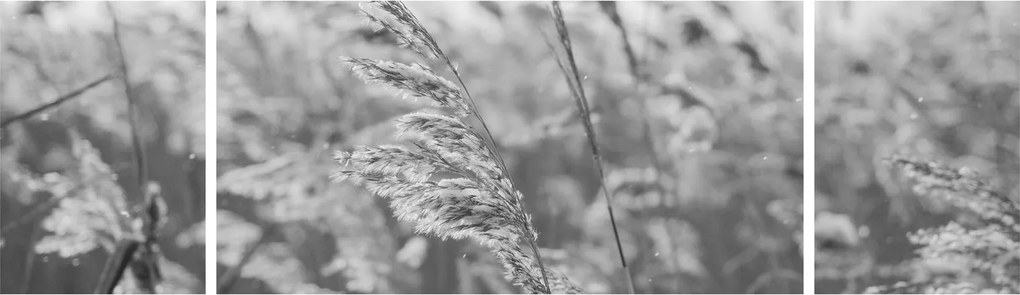 Obraz - Trawa na wietrze (170x50 cm)