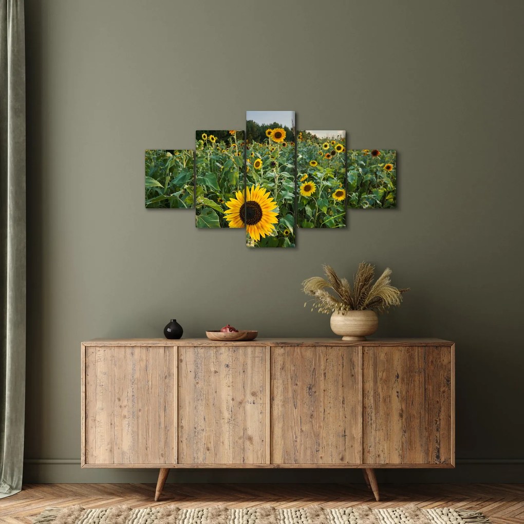 Obraz - Sunflower Field II. (125x70 cm)