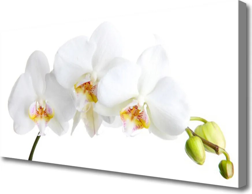 Duży obraz na płótnie Pastelowy Bukiet Botaniczny