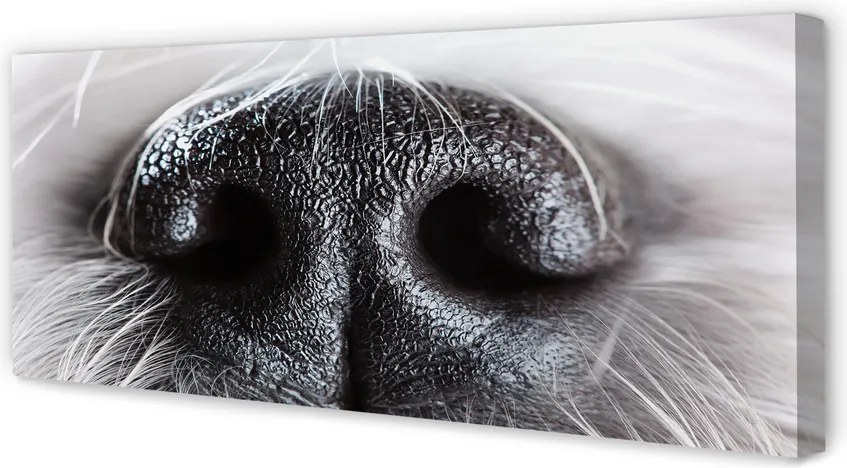 Obraz canvas na ścianę Nos Psa w Zbliżeniu