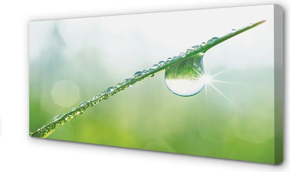 Obraz na płótnie Kropla Rosy na Trawie
