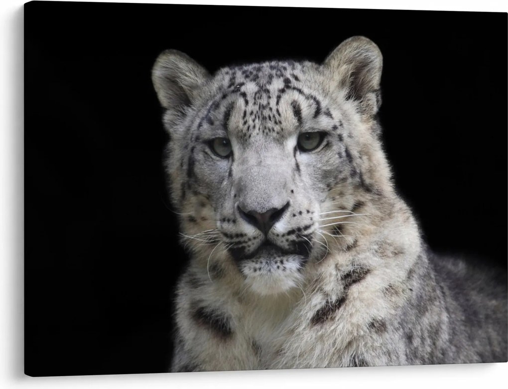 Obraz - Snow Leopard (70x50 cm)