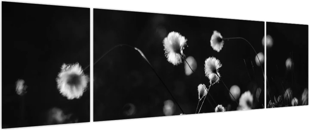 Obraz - Łąka z trawą bawełnianą N⁰1 (170x50 cm)