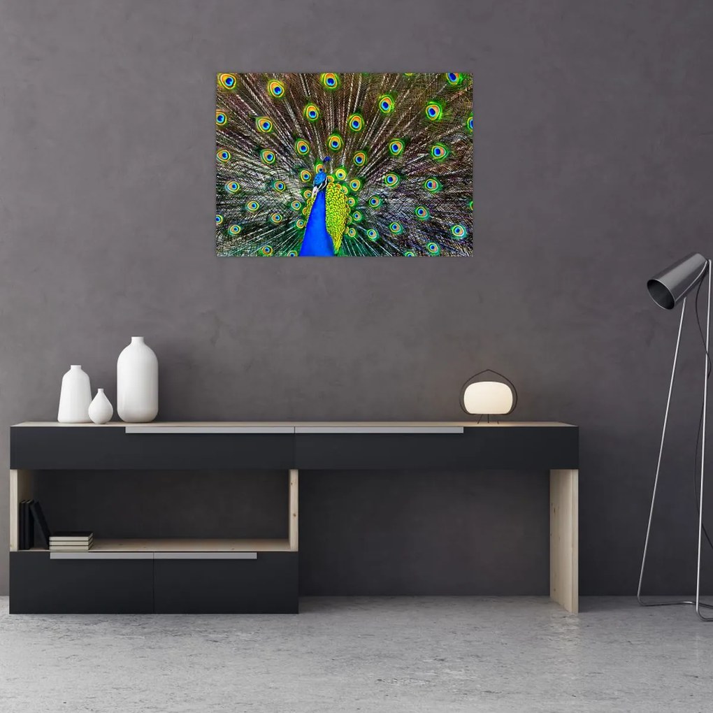 Obraz - Paw (70x50 cm)