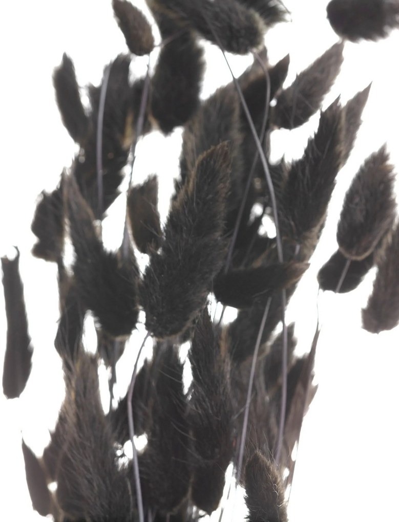 Bukiet Dmuszka 60cm dark brown