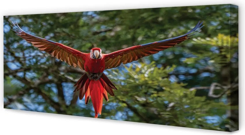 Fotoobraz na płótnie Papuga Ara w Zbliżeniu