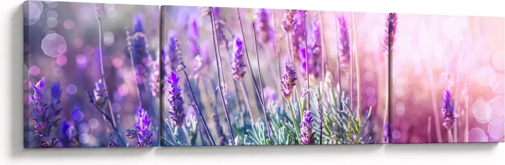 Obraz - Lawenda w słońcu (170x50 cm)
