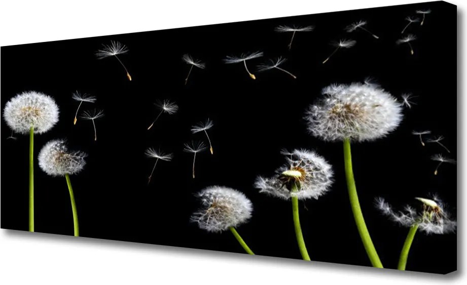 Zdjęcie na płótnie Puszysty Mniszek Lekarski