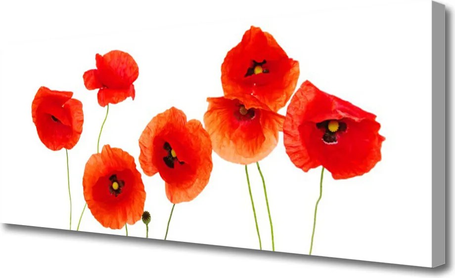 Zdjęcie na płótnie Rozkwit Czerwonych Maków