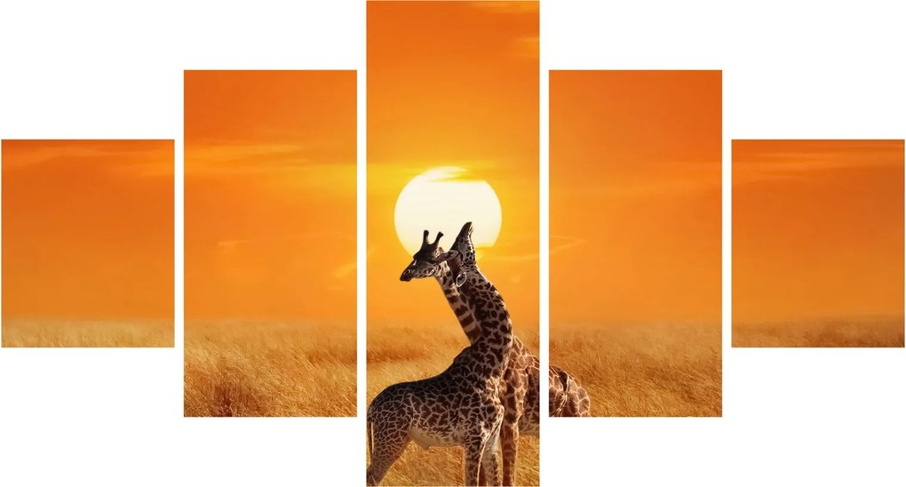 Obraz - Żyrafy w Parku Narodowym Serengeti (125x70 cm)